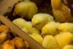 5th-Tanzania-Poultry-Show-172